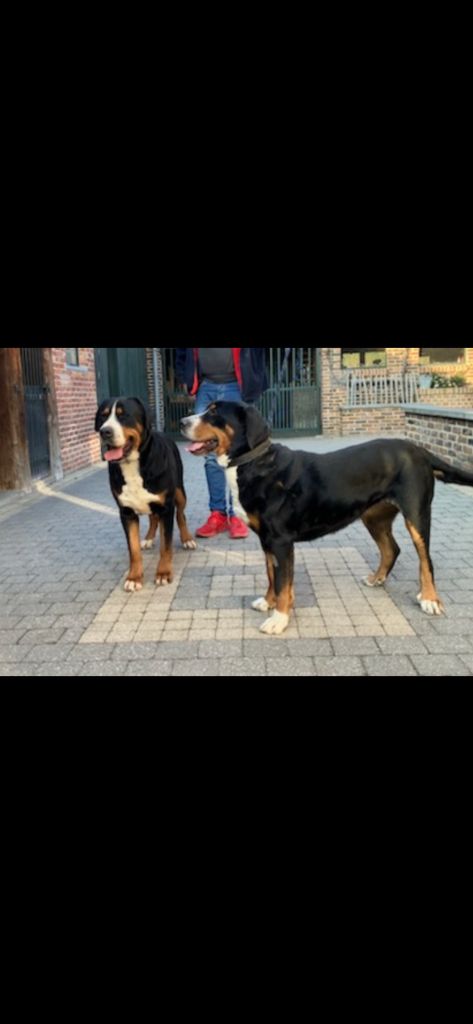 Du Moulin De Valmy - saillie de Taîga le 30/10/2025