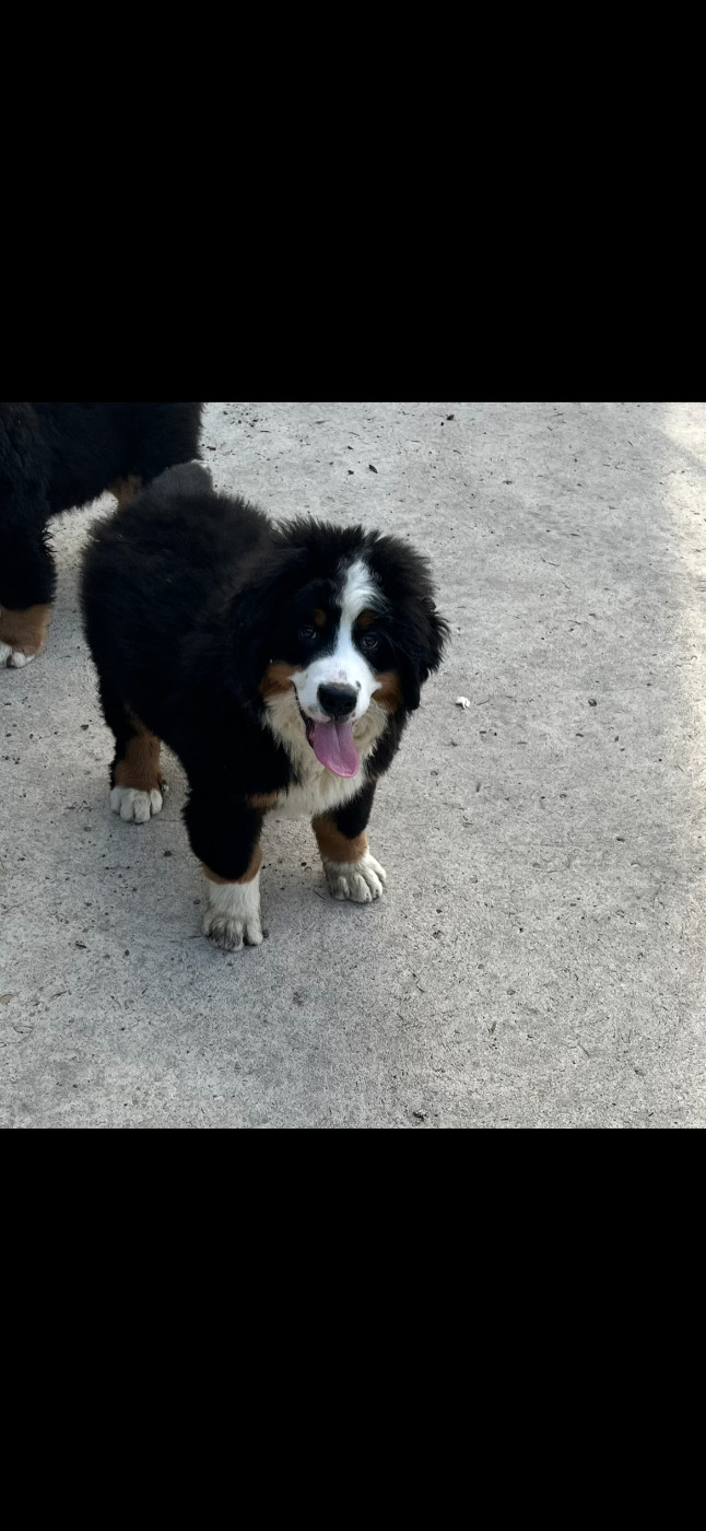 Du Moulin De Valmy - Chiots disponibles - Bouvier Bernois
