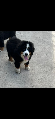 CHIOT 2